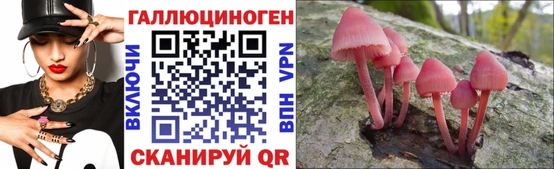 Купить где  Сенгилей  Псилоцибиновые грибы прущие грибы 